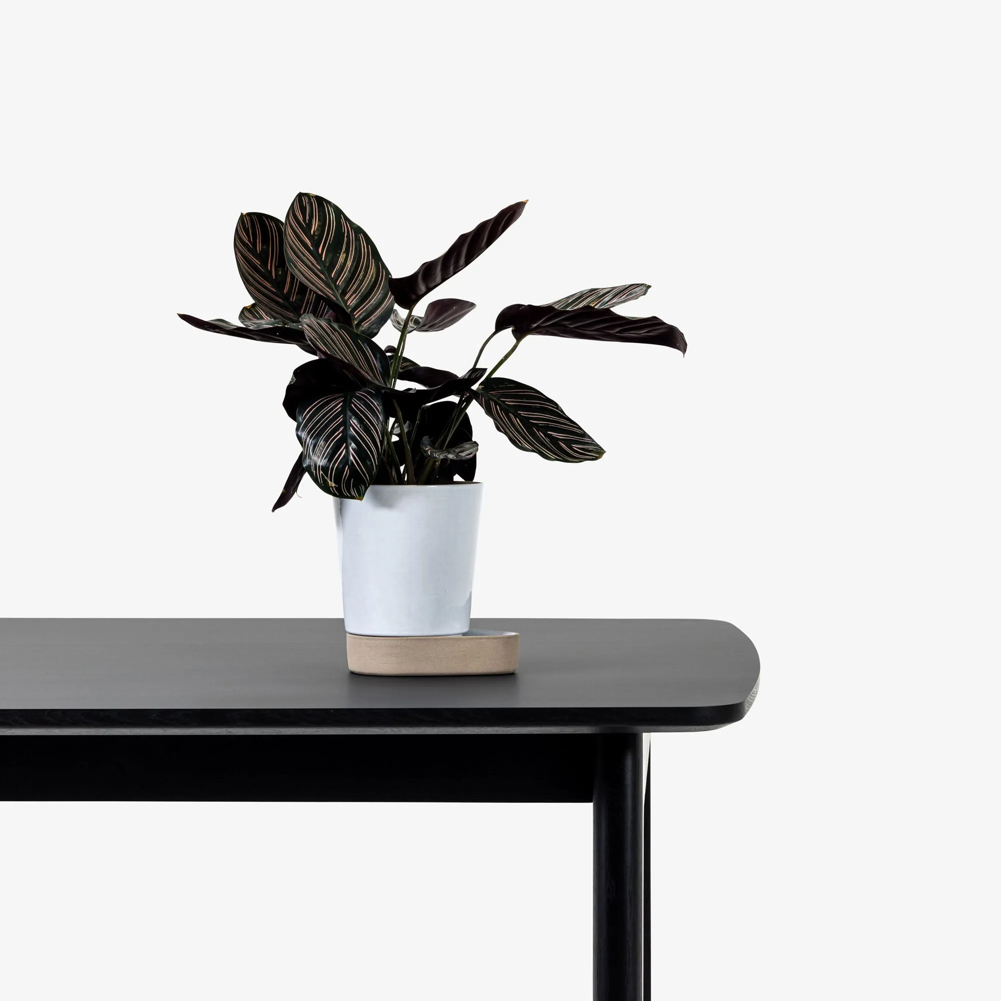 Sip Plant Pot